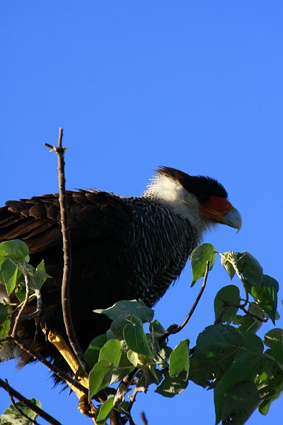 Resize of _MG_0608.JPG